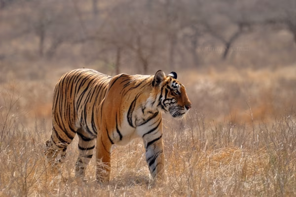 Ranthambore Fort ruins